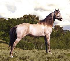 Tenesseesky mimochodník